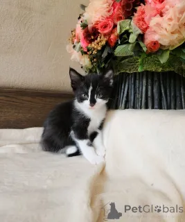 Фото №4. Продам европейскую короткошерстную в Вена частное объявление - цена договорная