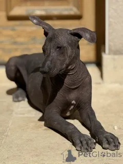 Фото №3. Превосходная щенка мужского пола Xoloitzcuintle Bronze на продажу.  Бельгия