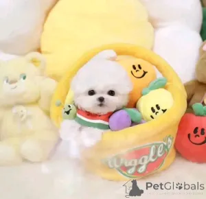 Фото №3. Привет, ребята, эти очаровательные щенки доступны как кобелям, так и сукам..  Чехия