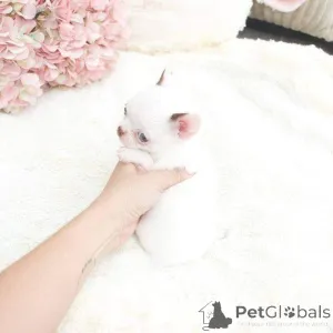 Дополнительные фото: Очаровательные щенки в поисках нового дома, напишите мне в личку для получения