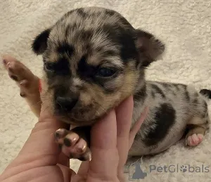 Дополнительные фото: Очень маленькие чихуахуа