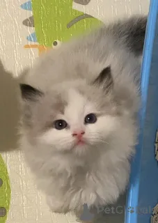 Фото №3. Потрясающие чистокровные тряпичные котята. Новая Зеландия