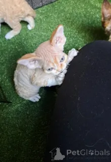 Фото №4. Продам девон рекса в Мюнхене заводчик - цена 74214₽