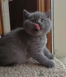 Фото №3. Британские короткошерстные шатоны в продаже. Франция