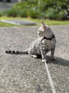 Фото №2 к объявлению №153285 о продаже бенгальская - купить в Швеции 