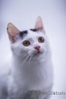 Дополнительные фото: Малышка Кёрла в добрые руки!