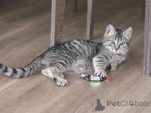 Фото №3. Очаровательная Манечка, ласковый тигровый котенок ищет дом. Россия