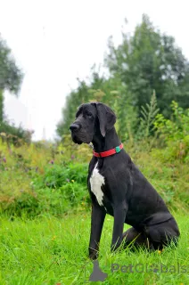 Дополнительные фото: Щенки немецкого дога.