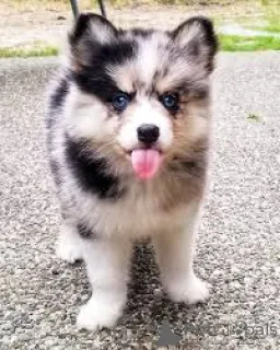 Дополнительные фото: Голубые глаза Pomsky Puppies