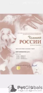 Дополнительные фото: Щенки Джек Рассела