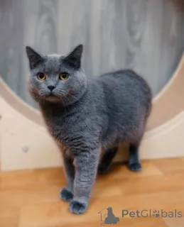 Фото №3. Очаровательный британец Винтер ищет дом и любящих хозяев!. Россия