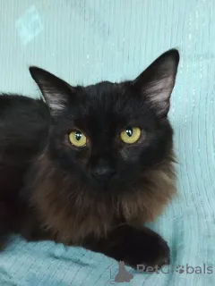 Дополнительные фото: Ищет дом замечательный котик Бруно!