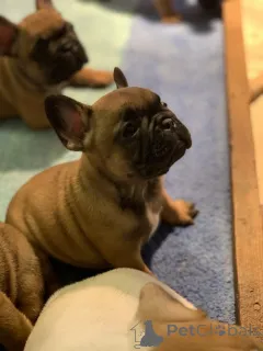 Дополнительные фото: Французский бульдог Од Куче Дон