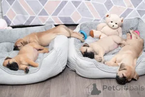 Фото №4. Продажа бульмастифа в Гавере  - цена 46384₽