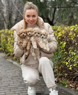 Дополнительные фото: Maltipoo Puppies WhatsApp 64 9-889 4165