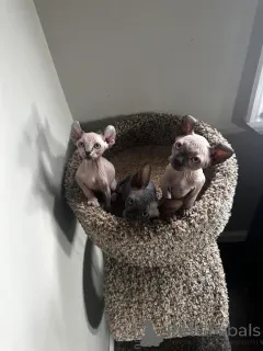 Фото №1. сфинкс - купить в Кедлинбург за 32468₽. Объявление №148547