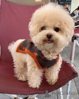 Фото №3. Продаются милые очаровательные щенки мальтийской болонки. Свяжитесь с WhatsApp.  Германия