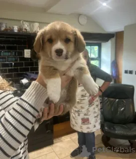 Фото №1. вельш-корги - купить в Берлине за договорная. Объявление №155801