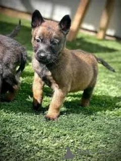 Фото №3. Chiots Berger Belge в продаже.  Франция