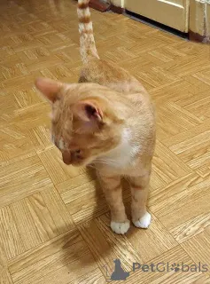 Фото №4. Продам  в Санкт-Петербурге частное объявление - цена Бесплатно