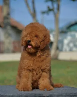 Дополнительные фото: Карликовая пудель, щенок мужского пола