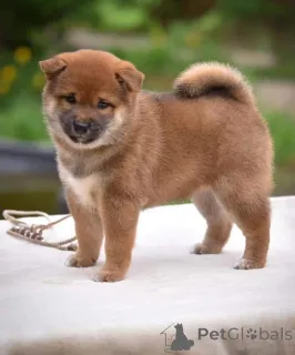 Фото №3. Welpen de Shiba inu Zur Adposción.  Германия