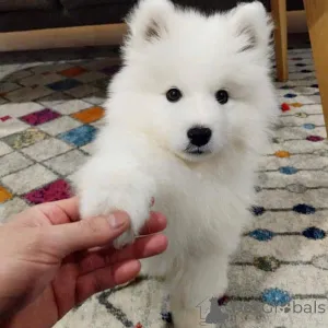 Дополнительные фото: Purebred Spitz Puppies доступно для здоровья проверено и хорошо социализировано