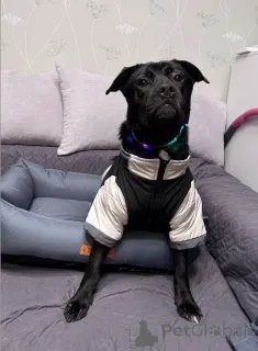 Фото №1. беспородная - купить в Москве реке за Бесплатно. Объявление №163255