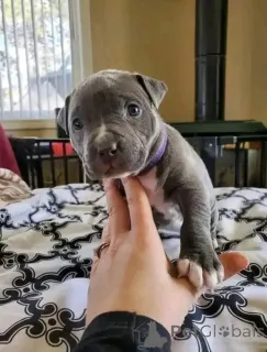 Фото №1. американский питбультерьер - купить в Аугсбург за договорная. Объявление №165355