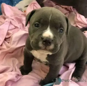 Фото №2 к объявлению №167434 о продаже американского питбультерьера - купить в США 