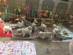 Фото №3. Щенки мопса.  Бельгия