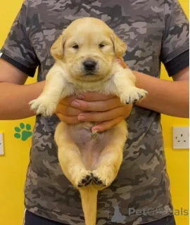 Фото №2 к объявлению №161328 о продаже золотистого ретривера - купить в Канаде 