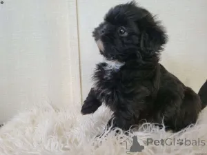 Фото №3. Потрясающие имперские щенки kc shih tzu.  Великобритания
