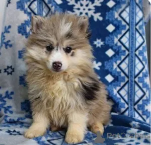 Фото №2 к объявлению №161255 о продаже  - купить в Великобритании 