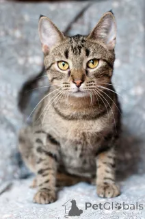 Фото №2 к объявлению №166166 о продаже  - купить в Беларуси 