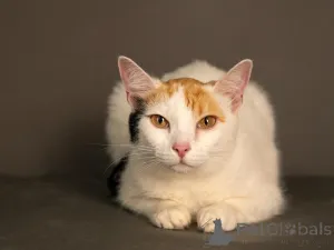 Дополнительные фото: Ласковая и нежная кошечка Снежинка ищет дом