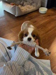 Фото №3. Мягкая, милая и полная любви Рози, маленькая принцесса, которая украдет ваше.  Швейцария