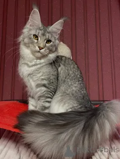 Дополнительные фото: Переизбыток милоты в меховой форме встречайте Майло, машину радости!