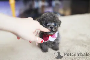 Фото №1. мальтийская болонка - купить в Банфорд за 37455₽. Объявление №152464