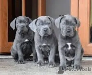 Фото №1. кане-корсо - купить в Париже за 92767₽. Объявление №164759