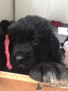 Фото №4. Продажа ньюфаундленда в HUY частное объявление, заводчик - цена Бесплатно