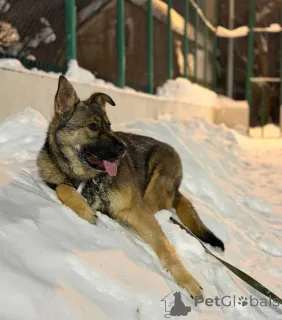 Фото №3. Ласковая девочка Алиса ищет своих родителей!.  Россия