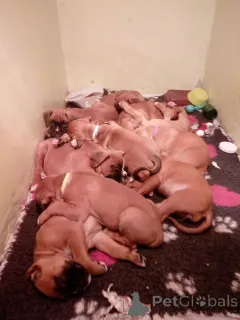 Фото №2 к объявлению №164847 о продаже немецкого боксёра - купить в Бельгии частное объявление, заводчик