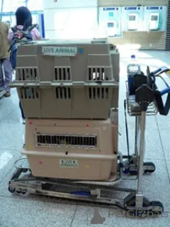 Дополнительные фото: Čudoviti britanski kratkodlaki mačji mladiči. Здай на воле На воле имам две