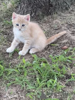 Фото №4. Продам мейн-куна в 665 Сайт Колония  - цена 5914₽