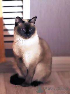 Дополнительные фото: Ищет дом пожилая, очень нежная тайская кошка по имени Сюся