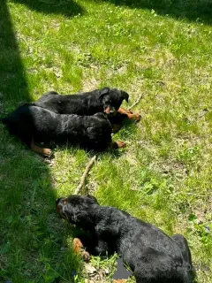 Фото №4. Продажа  в Colorado Springs заводчик - цена 98565₽