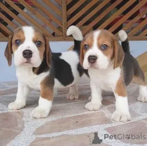 Фото №2 к объявлению №163496 о продаже  - купить в Испании 