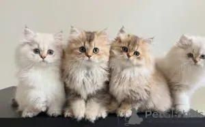 Фото №1. британская длинношёрстная - купить в Брюсселе за 46384₽. Объявление №165846