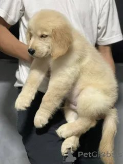 Фото №2 к объявлению №165302 о продаже золотистого ретривера - купить в Франции заводчик